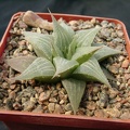 Hawortia retuza v acuminata (1629 відвідувань) Hawortia retuza v acuminata