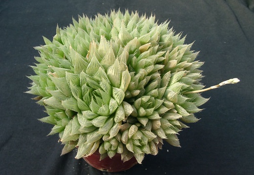 Hawortia vitata (1919 відвідувань) Hawortia vitata