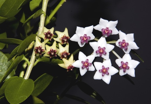 Hoya cummingiana and Hoya bella2 (1893 відвідувань) Hoya cummingiana and Hoya bella2