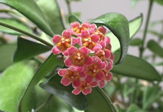 Hoya kentiana (2039 відвідувань) Hoya kentiana
