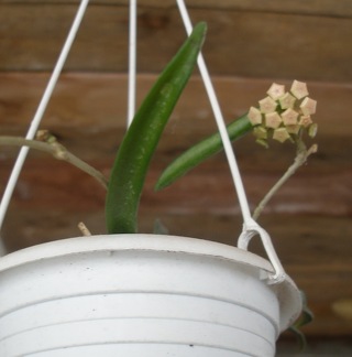 Hoya longifolia1