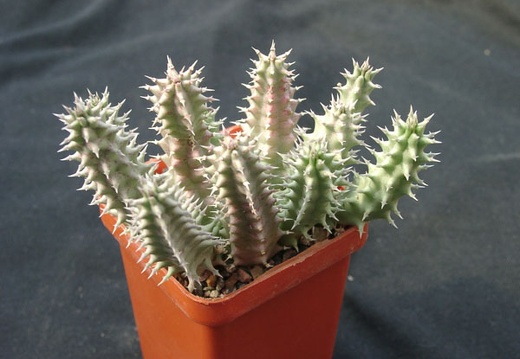 Huernia SP (1911 відвідувань) Huernia SP
