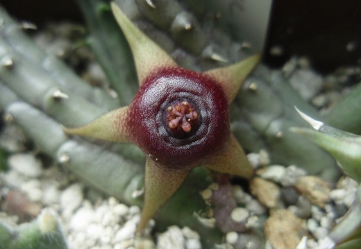 Huernia procumbens (1644 відвідувань) Huernia procumbens
