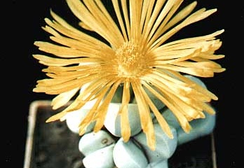 Lapidaria margaretae (2494 відвідувань) Фото и растение Александра и Cергея Червинко (Винница)
... Lapidaria margaretae