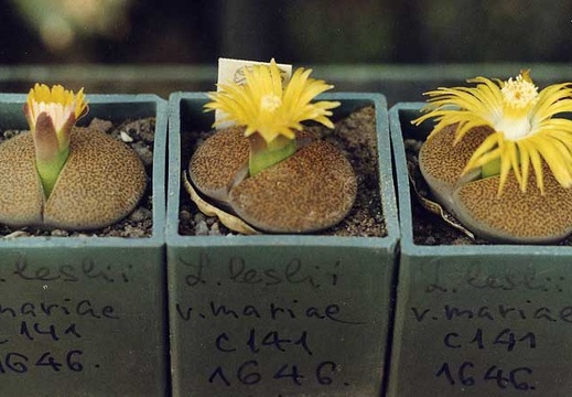 Lithops-Lesliei-v-01 (1922 відвідувань) Lithops-Lesliei-v-01