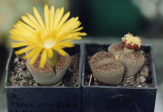 Lithops aucampiae ssp. euniceae C 48 (2596 відвідувань) Фото и растения Александра и Cергея Червинко (Винница) Lithops aucampiae ssp. euniceae C 48