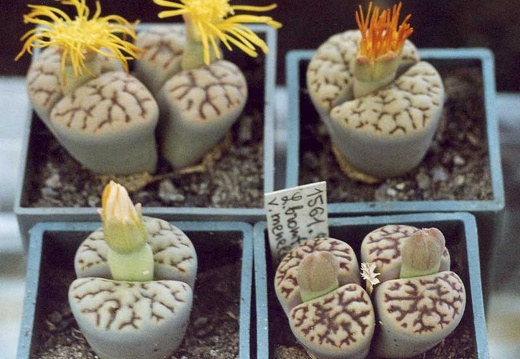 Lithops bromfieldii v. mennellii (2709 відвідувань) Фото и растение Александра и Cергея Червинко (Винница)
... Lithops bromfieldii v. mennellii