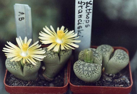 Lithops francisci (2470 відвідувань) Фото и растения Александра и Cергея Червинко (Винница)
... Lithops francisci