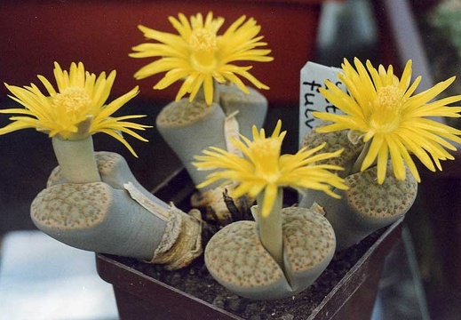 Lithops fulviceps (2499 відвідувань) Фото и растение Александра и Cергея Червинко (Винница) Lithops fulviceps