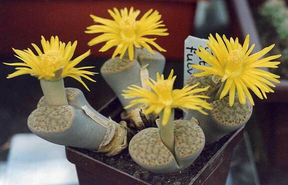 Lithops fulviceps