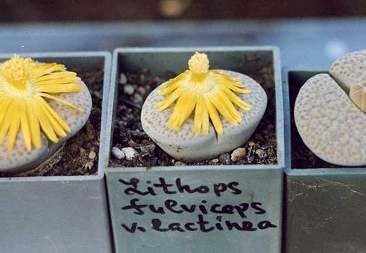 Lithops fulviceps v. lactinea (2461 відвідувань) Фото и растения Александра и Cергея Червинко (Винница) Lithops fulviceps v. lactinea