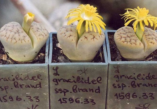 Lithops gracilidelineata ssp. brandbergensis C 383 (2512 відвідувань) Фото и растение Александра и Cергея Червинко (Винница)
... Lithops gracilidelineata ssp. brandbergensis C 383