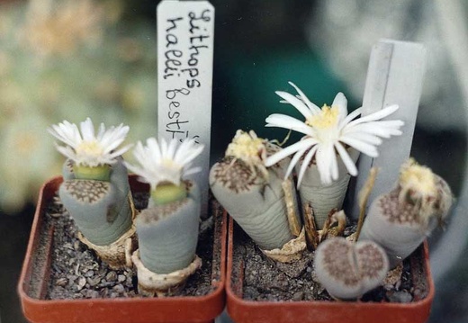 Lithops hallii ''best'' (2349 відвідувань) Фото и растения Александра и Cергея Червинко (Винница)
... Lithops hallii ''best''