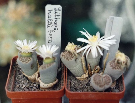 Lithops hallii ''best''