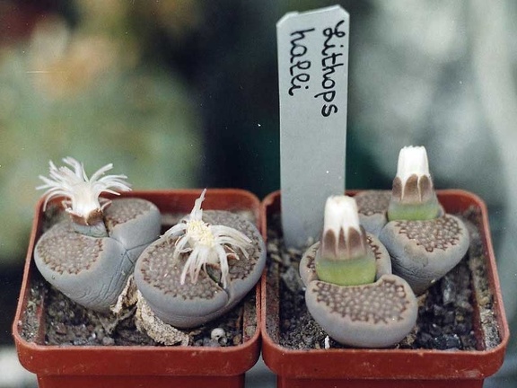 Lithops hallii