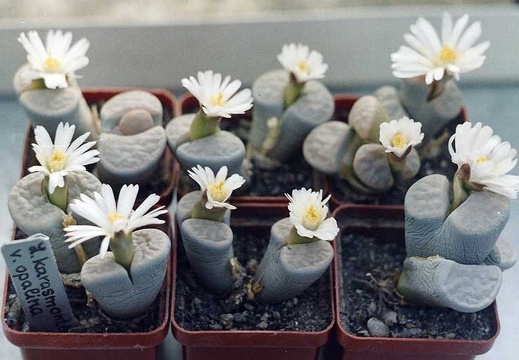Lithops karasmontana v. opalina (2208 відвідувань) Фото и растения Александра и Cергея Червинко (Винница) Lithops karasmontana v. opalina