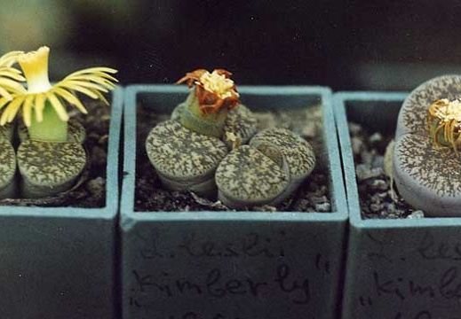 Lithops lesliei Kimberley C14 (2399 відвідувань) Фото и растения Александра и Cергея Червинко (Винница)
... Lithops lesliei Kimberley C14