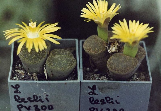 Lithops lesliei PV 300 (2384 відвідувань) Фото и растения Александра и Cергея Червинко (Винница)
... Lithops lesliei PV 300