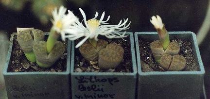 Lithops lesliei v. minor