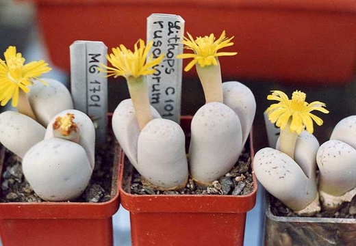 Lithops ruschiorum C 101 (2368 відвідувань) Фото и растения Александра и Cергея Червинко (Винница)
... Lithops ruschiorum C 101