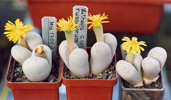 Lithops ruschiorum C 101
