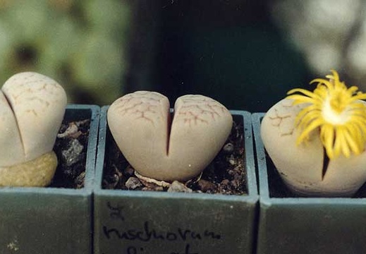 Lithops ruschiorum v. lineata (2223 відвідувань) Фото и растения Александра и Cергея Червинко (Винница) Lithops ruschiorum v. lineata