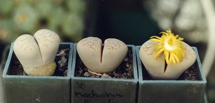 Lithops ruschiorum v. lineata