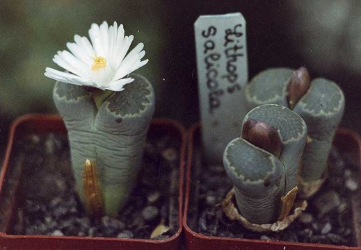 Lithops-salicola-01 (1809 відвідувань) Lithops-salicola-01