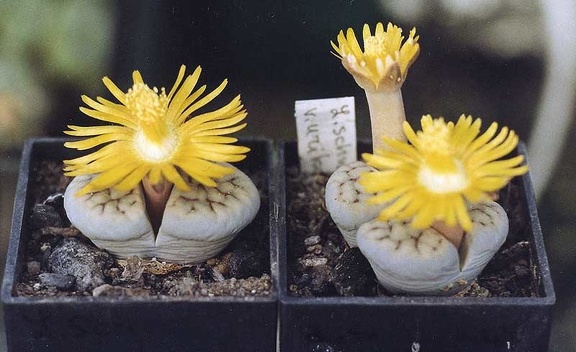 Lithops schwantesii v. urikosensis