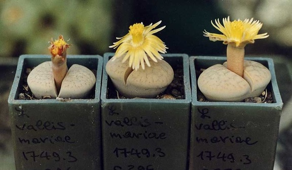 Lithops vallis-mariae C 296
