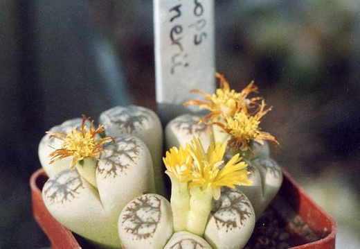 Lithops-werneri-01 (1872 відвідувань) Lithops-werneri-01