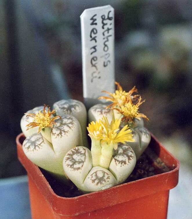 Lithops-werneri-01
