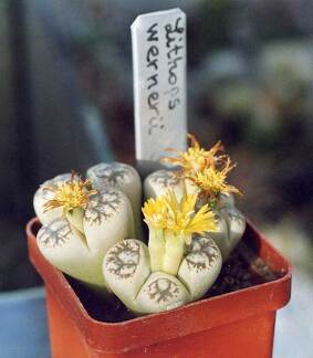 Lithops-werneri-01