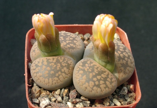 Lithops aucampiae (90 відвідувань) Lithops aucampiae