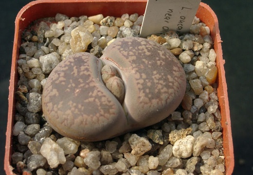 Lithops aucampiae F5A (1702 відвідувань) Lithops aucampiae F5A