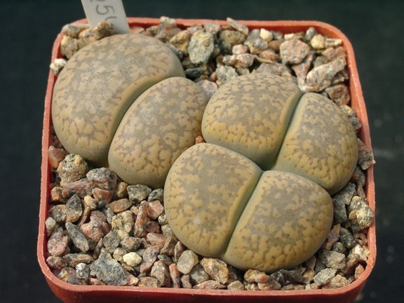 Lithops aucampiae Snowcap
