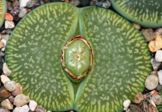Lithops aucampiae subsp euniceae cv BellaKetty (1779 відвідувань) Lithops aucampiae subsp euniceae cv BellaKetty
