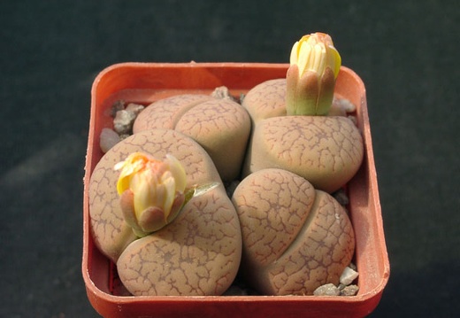 Lithops aucampiae v koelmanii (1734 відвідувань) Lithops aucampiae v koelmanii