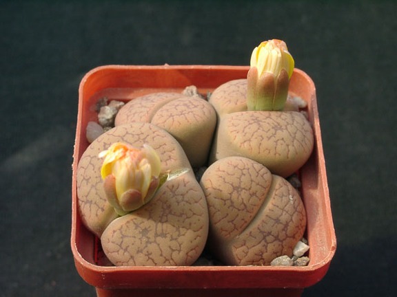 Lithops aucampiae v koelmanii
