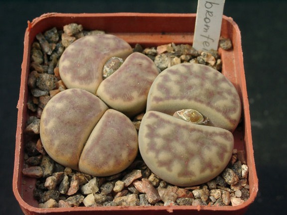 Lithops bromfeldii C40