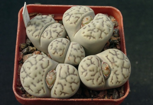Lithops bromfeldii v mennellii (1500 відвідувань) Lithops bromfeldii v mennellii