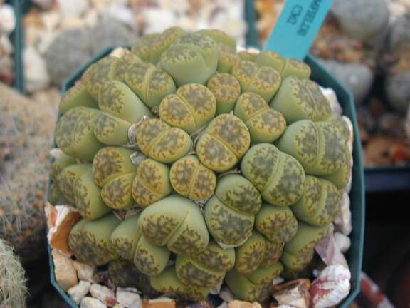 Lithops bromfieldii Sulphurea