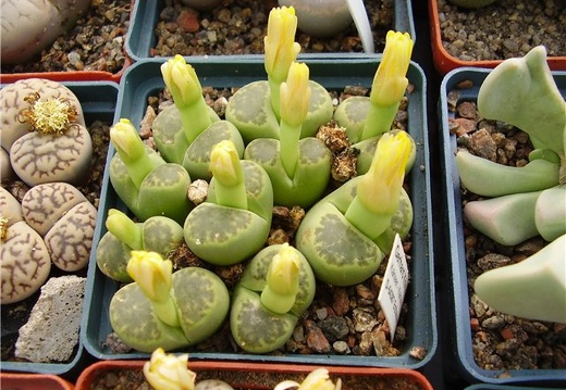Lithops bromfieldii v sulphurea Gorb FG (1555 відвідувань) Lithops bromfieldii v sulphurea Gorb FG