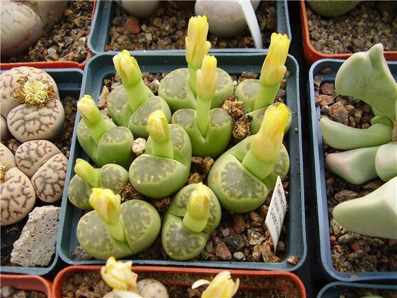 Lithops bromfieldii v  sulphurea Gorb FG