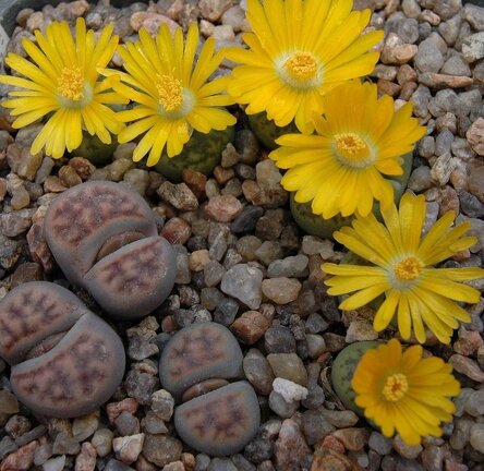 Lithops bromfieldii v insularis  sulphurea   C362