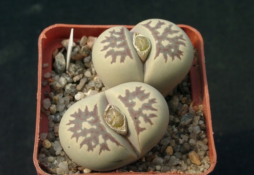 Lithops dorotheae (1414 відвідувань) Lithops dorotheae