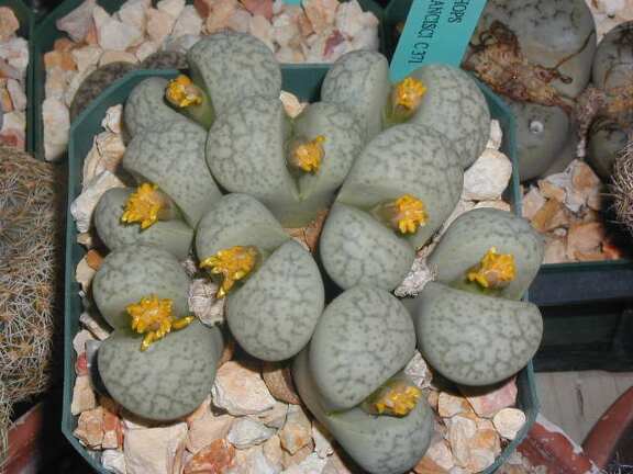Lithops francisci C371