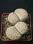 Lithops fulleri