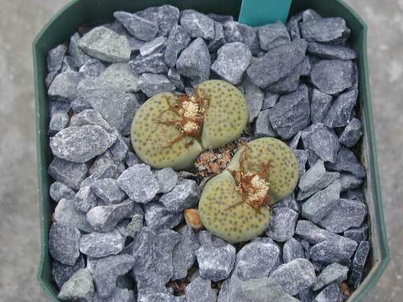 Lithops fulviceps Aurea