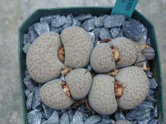 Lithops fulviceps v  lactinea